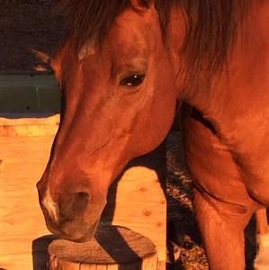 Meet your Posher, Frances